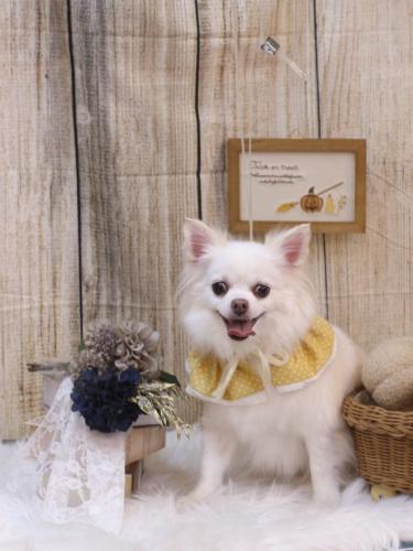 20241019シロくん